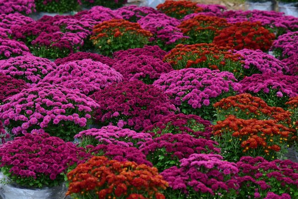 Rénovation de Cuisine : Découvrez les Meilleurs Matériaux Écoresponsables à Adopter !